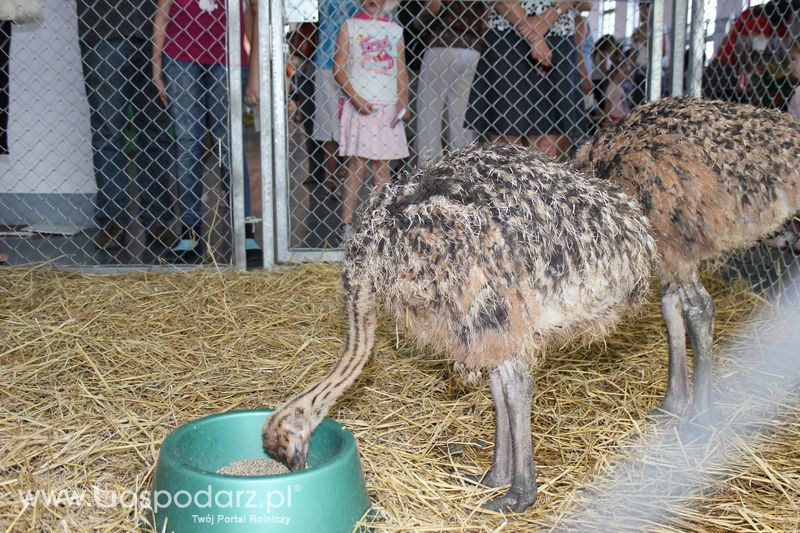 XXV Krajowa Wystawa Zwierząt Hodowlanych Niedziela