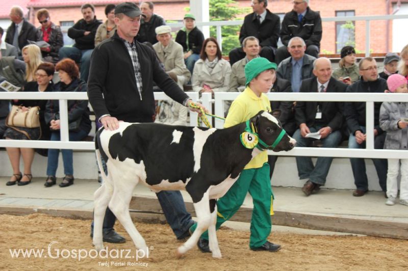 Mali Hodowcy VII Ogólnopolska Wystawa Bydła Hodowlanego w Sielinku 2012