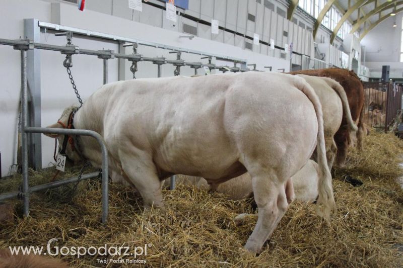 XXVI Krajowa Wystawa Zwierząt Hodowlanych - sobota i niedziela