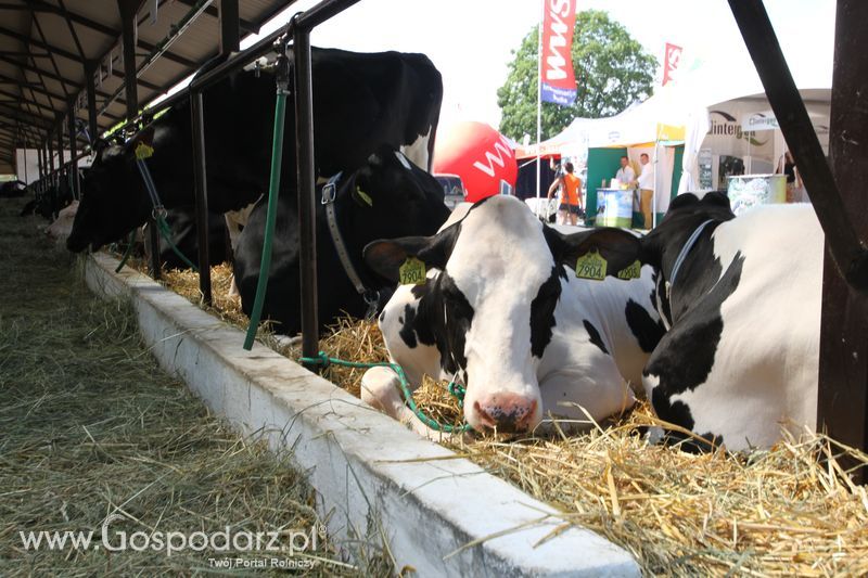  Regionalna Wystawa Zwierząt Hodowlanych W Szepietowie 2016 z Gospodarz.pl