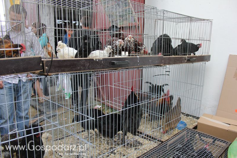 XVIII Regionalna Wystawa Zwierząt Hodowlanych w Szepietowie - niedziela