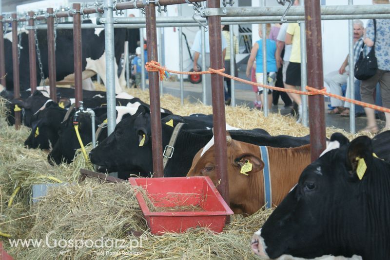 Bydło mleczne na XXV Krajowej Wystawie Zwierząt Hodowlanych