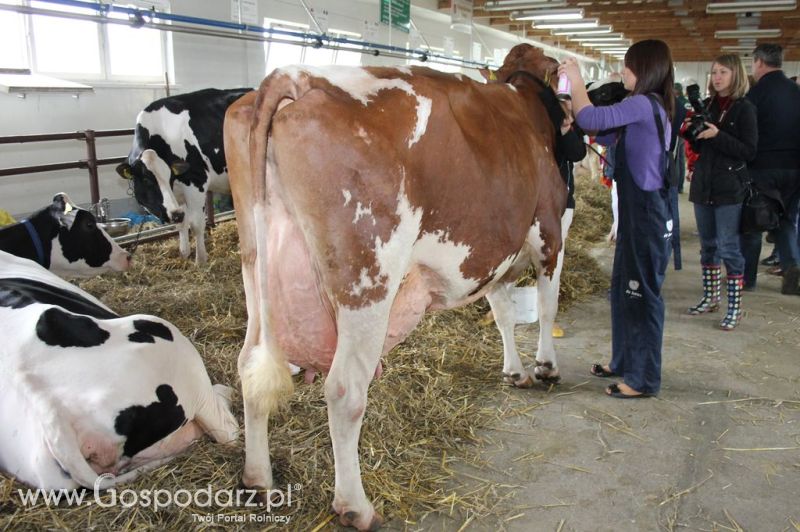 VII Ogólnopolska Wystawa Bydła Hodowlanego - Sielinko 2012