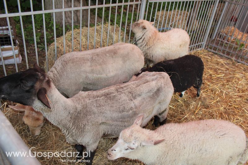 XX Targi Rolnicze Lubniewice - zwierzęta