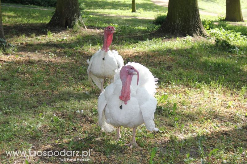 II Święto Indyka w Koźminku