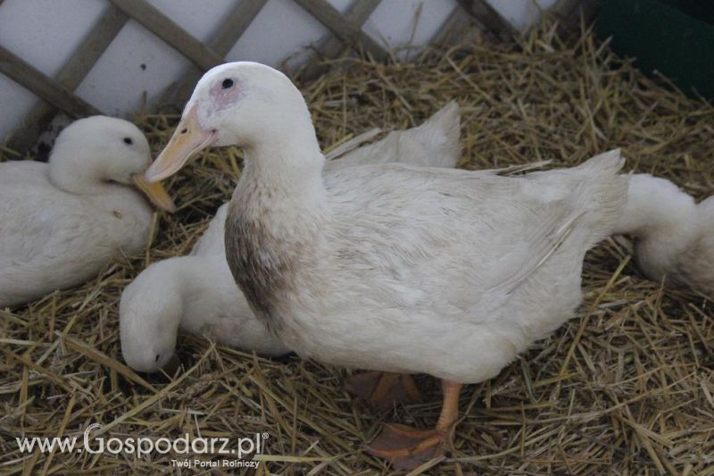 XXVI Krajowa Wystawa Zwierząt Hodowlanych - sobota i niedziela