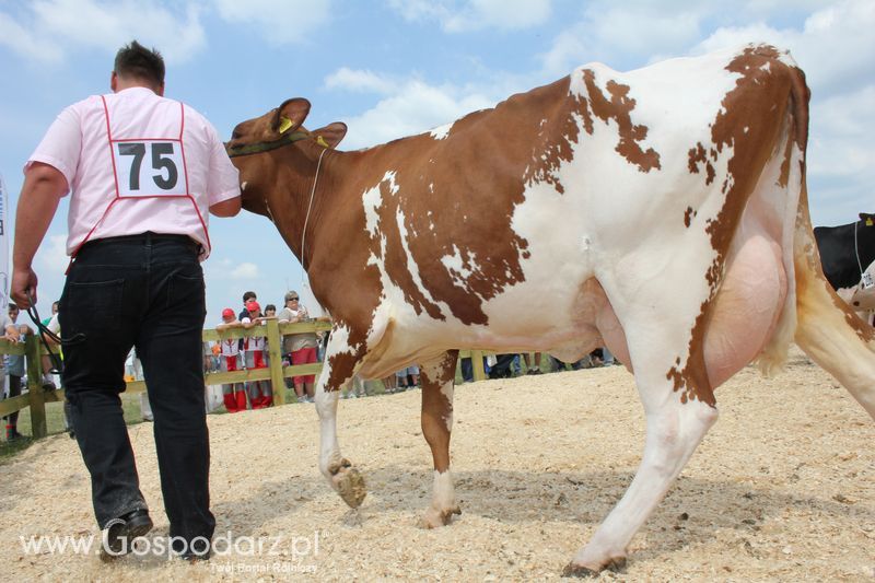 Superchampioni i championi Śląskiej Wystawy Bydła Mlecznego Opolagra 2011