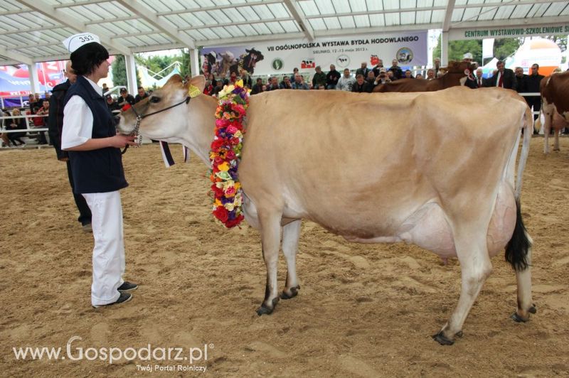 Prezentacja Championów na VII Ogólnopolskiej Wystawie Bydła Hodowlanego w Sielinku 2012