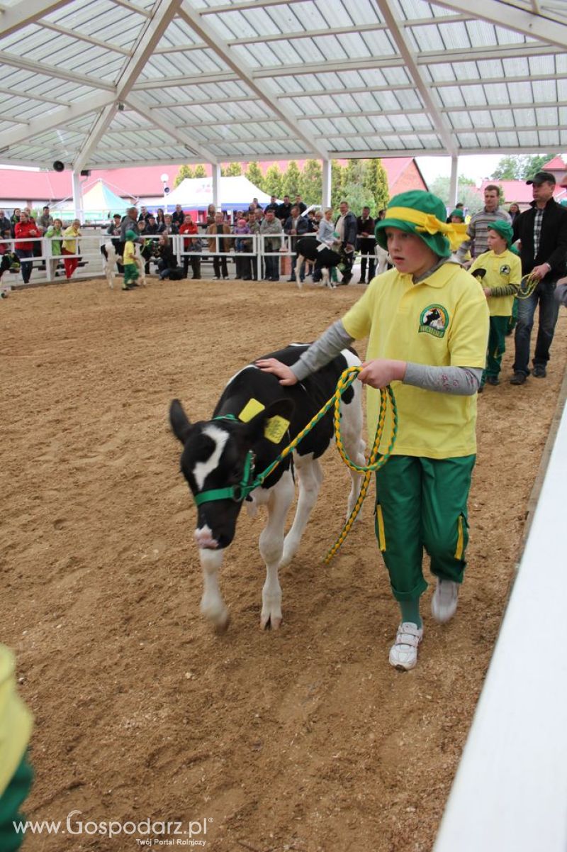Mali Hodowcy VII Ogólnopolska Wystawa Bydła Hodowlanego w Sielinku 2012