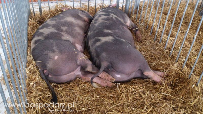 KWZH 2015. Bliskie spotkania ze zwierzętami hodowlanymi