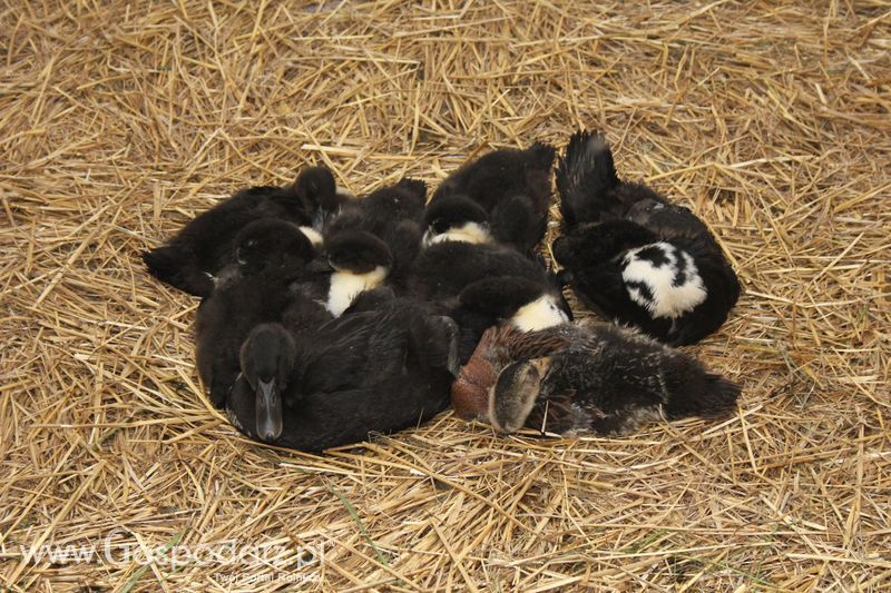 XVIII Regionalna Wystawa Zwierząt Hodowlanych w Szepietowie - niedziela