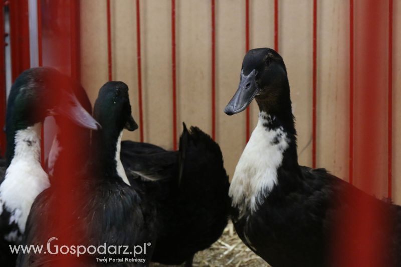 Krajowa Wystawa Zwierząt Hodowlanych w Poznaniu 2017 (niedziela, 7 maja)