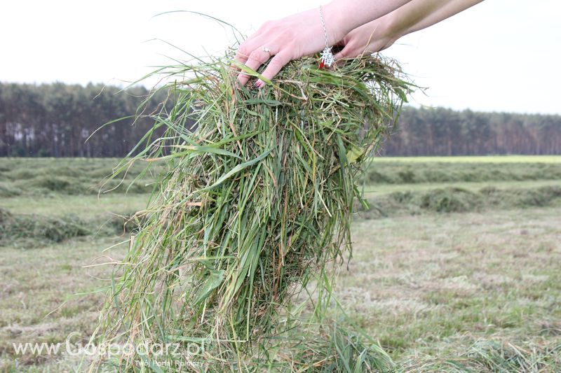 Zielone Agro Show pokaz maszyn rolniczych