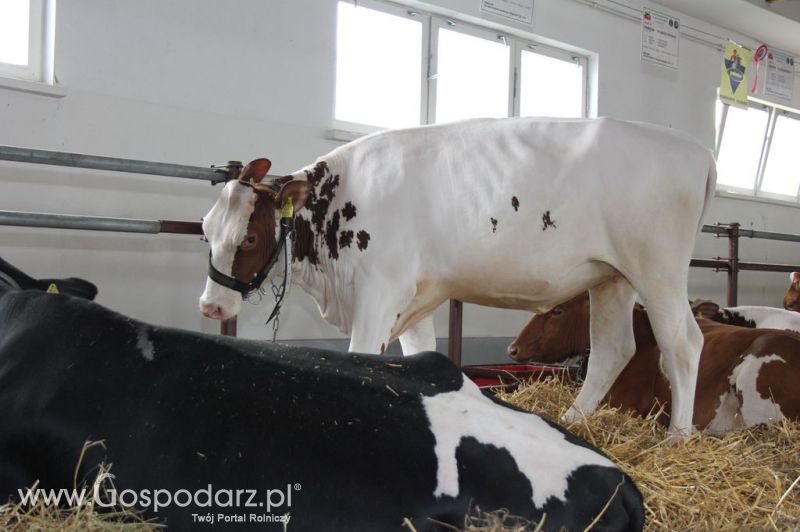 VII Ogólnopolska Wystawa Bydła Hodowlanego - Sielinko 2012