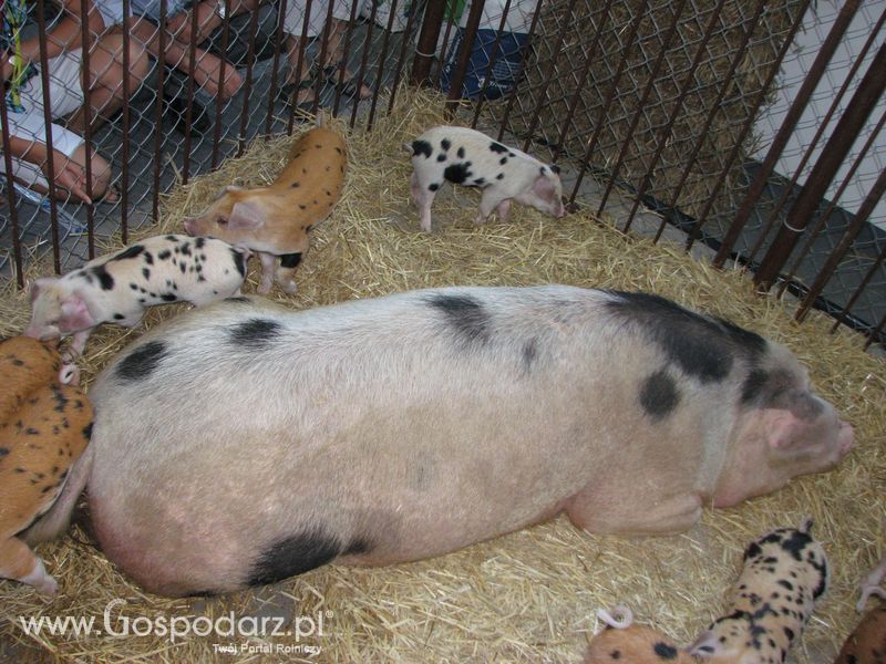Lochy, knury na XXV Krajowej Wystawie Zwierząt Hodowlanych