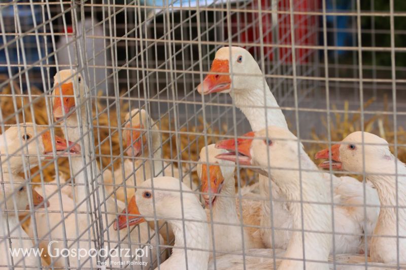 Zielone AGRO SHOW – POLSKIE ZBOŻA 2014 w Sielinku - niedziela