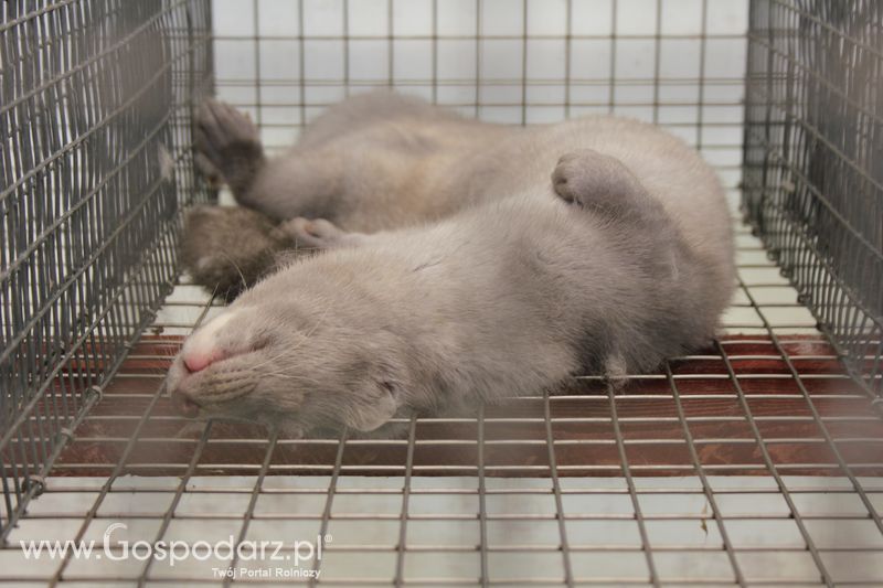 Konferencja Naukowo-Techniczna pt. Innowacyjność w produkcji zwierzęcej - oczekiwania czy konieczność dzień drugi