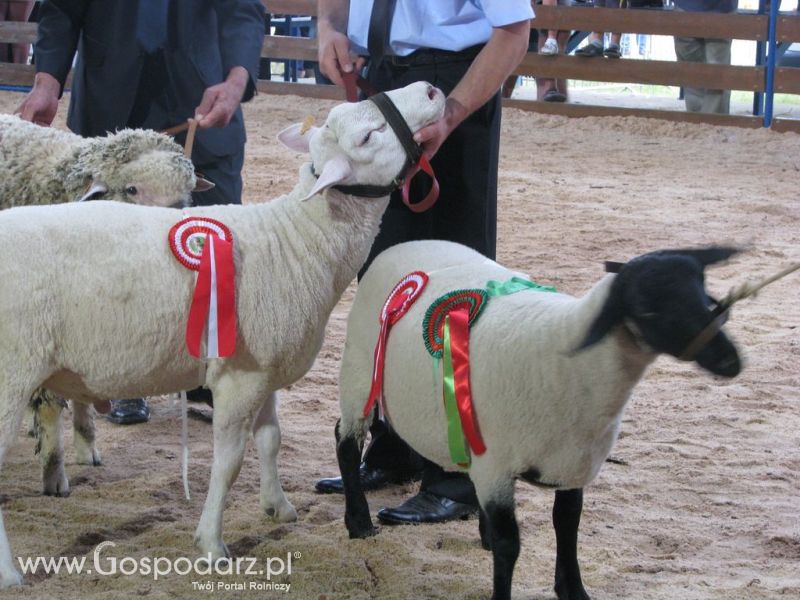 Owce- Szepietowo 2012 XIX Regionalna Wystawa Zwierząt Hodowlanych