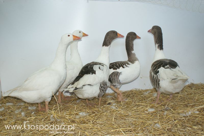 Gęsi, kury, kaczki, strusie na XXV Krajowej Wystawie Zwierząt Hodowlanych