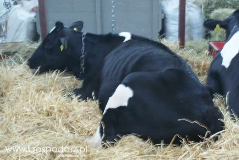 Bydło mleczne na XXV Krajowej Wystawie Zwierząt Hodowlanych