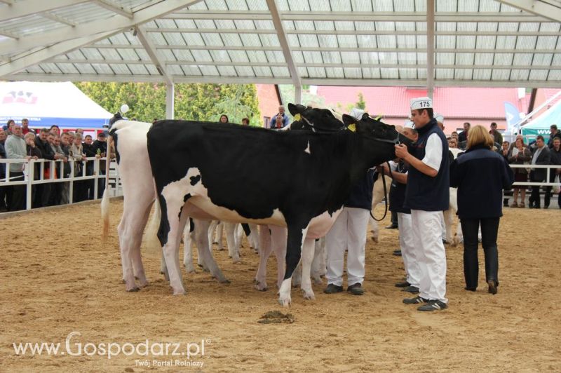 VII Ogólnopolska Wystawa Bydła Hodowlanego - Sielinko 2012