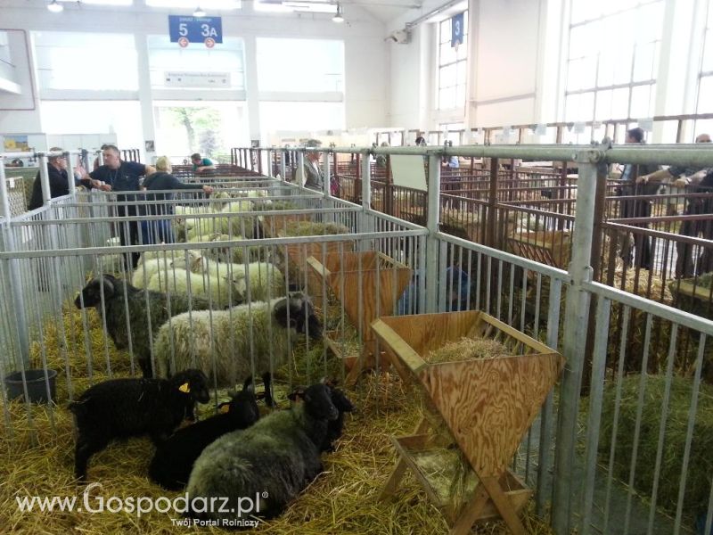 XXVI Krajowa Wystawa Zwierząt Hodowlanych - sobota i niedziela