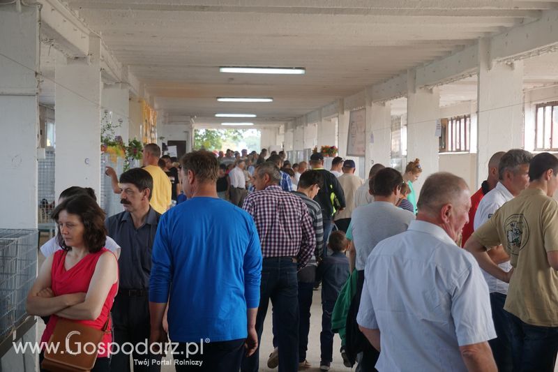 Wystawa zwierząt w Szepietowie