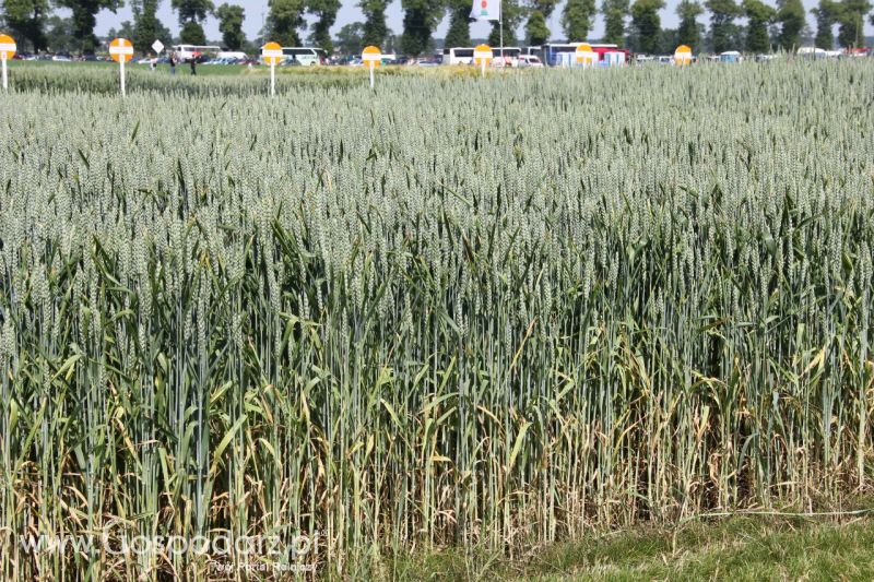 Zielone AGRO SHOW – POLSKIE ZBOŻA 2014 w Sielinku - niedziela