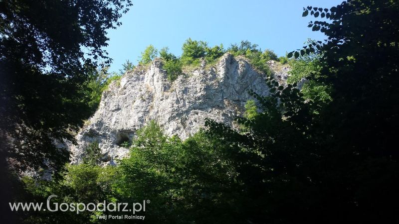 Precyzyjni Gospodarze w Czechach