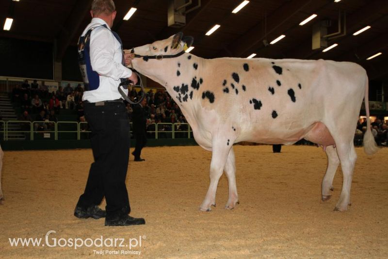 Wystawa  Blickpunkt Rind 2013 w miejscowości Paaren/Glien (Niemcy)