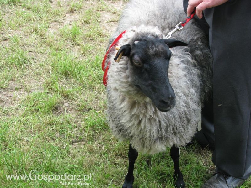 Owce- Szepietowo 2012 XIX Regionalna Wystawa Zwierząt Hodowlanych
