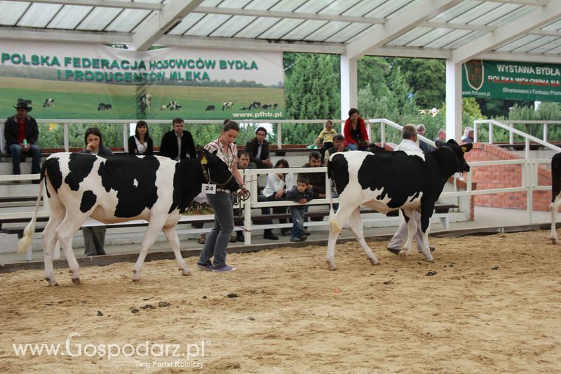 Wystawa bydła Sielinko 2011