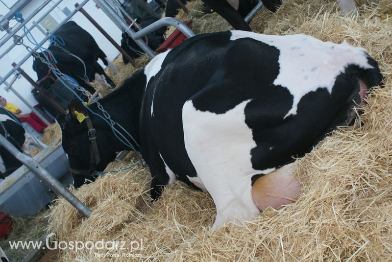 Bydło mleczne na XXV Krajowej Wystawie Zwierząt Hodowlanych