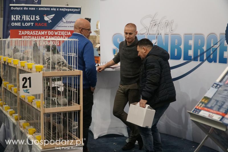 XXXVI Olimpiada Gołębi i Targi Gołębi Pocztowych i Akcesoriów - dzień drugi!