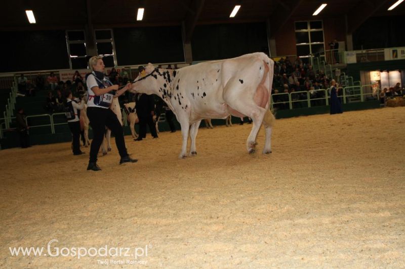 Wystawa  Blickpunkt Rind 2013 w miejscowości Paaren/Glien (Niemcy)
