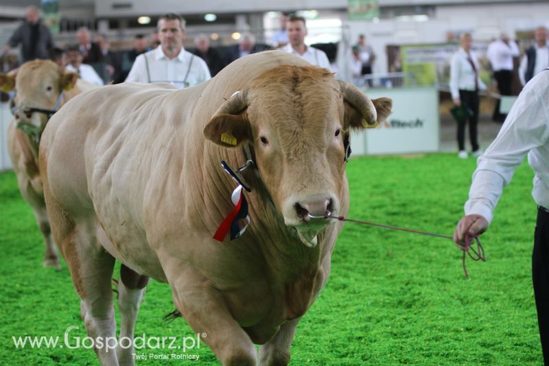 KWZH 2015 piątek