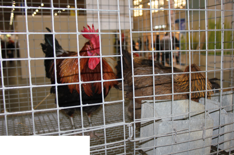 Międzynarodowe Targi Hodowli Zwierząt FARMA