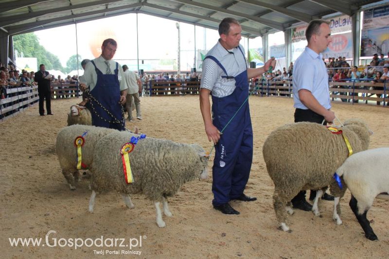 Regionalna Wystawa Zwierząt Hodowlanych i Dni z Doradztwem Rolniczym w Szepietowie-niedziela
