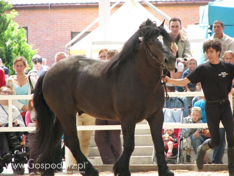 Wystawa Koni Sielinko 2011