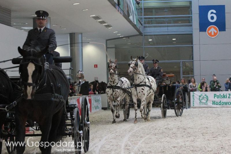 CAVALIADA 2013 w Poznaniu