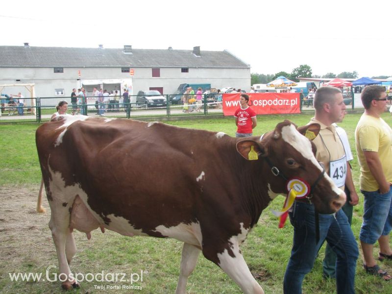 Bydło - Szepietowo 2012 XIX Regionalna Wystawa Zwierząt Hodowlanych