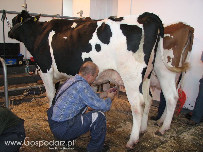 Bydło mleczne na XXV Krajowej Wystawie Zwierząt Hodowlanych