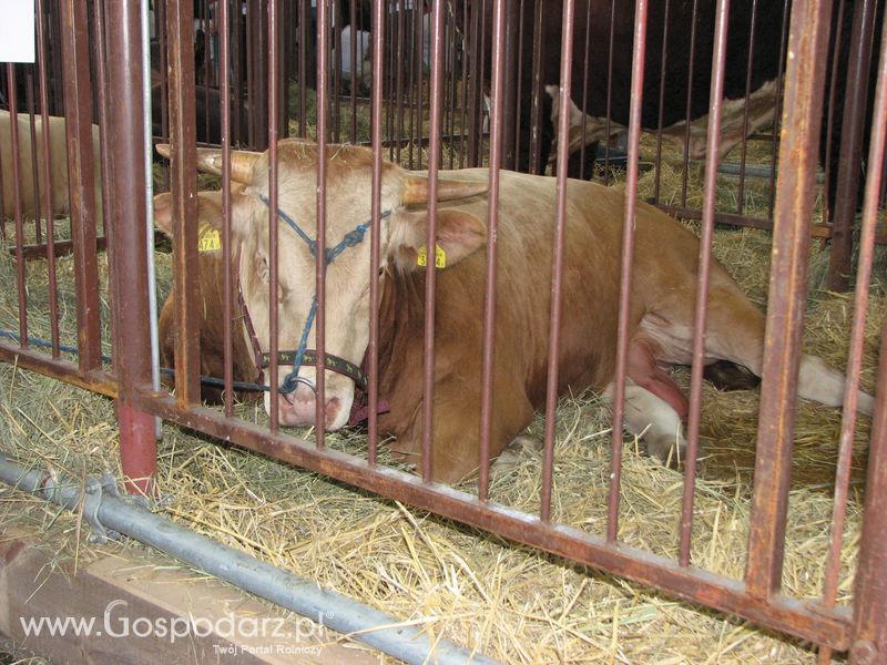 Bydło mięsne na XXV Krajowej Wystawie Zwierząt Hodowlanych