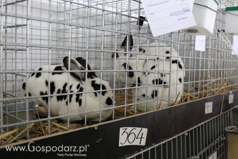 Regionalna Wystawa Zwierząt Hodowlanych i Dni z Doradztwem Rolniczym w Szepietowie 2017