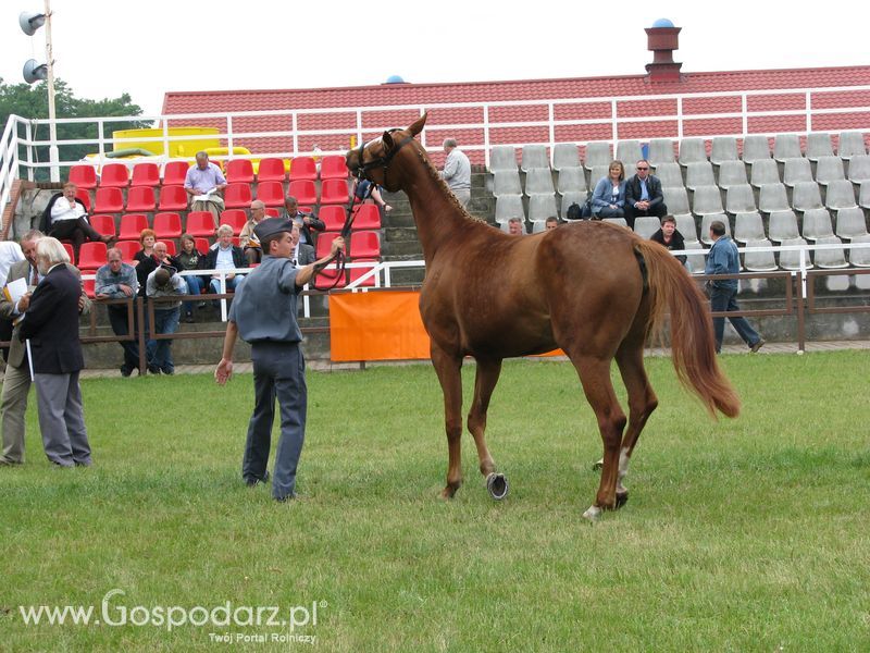Wystawa Koni Sielinko 2011