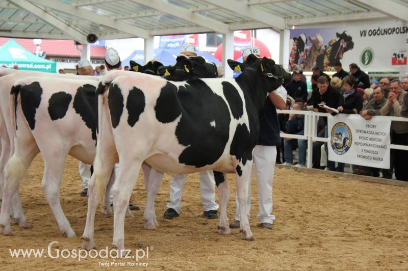 VII Ogólnopolska Wystawa Bydła Hodowlanego - Sielinko 2012