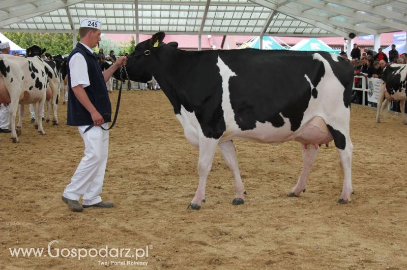 VII Ogólnopolska Wystawa Bydła Hodowlanego - Sielinko 2012