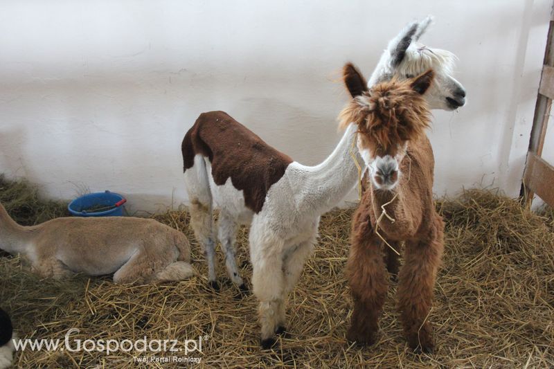 XVIII Regionalna Wystawa Zwierząt Hodowlanych w Szepietowie - niedziela