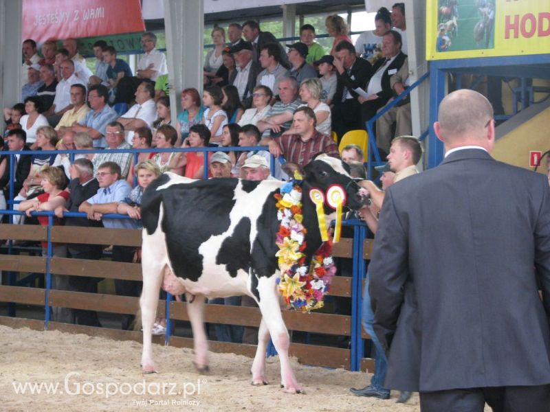 Bydło - Szepietowo 2012 XIX Regionalna Wystawa Zwierząt Hodowlanych