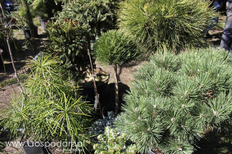 Wiosenne Targi Rolno-Ogrodnicze Agromarsz 2013